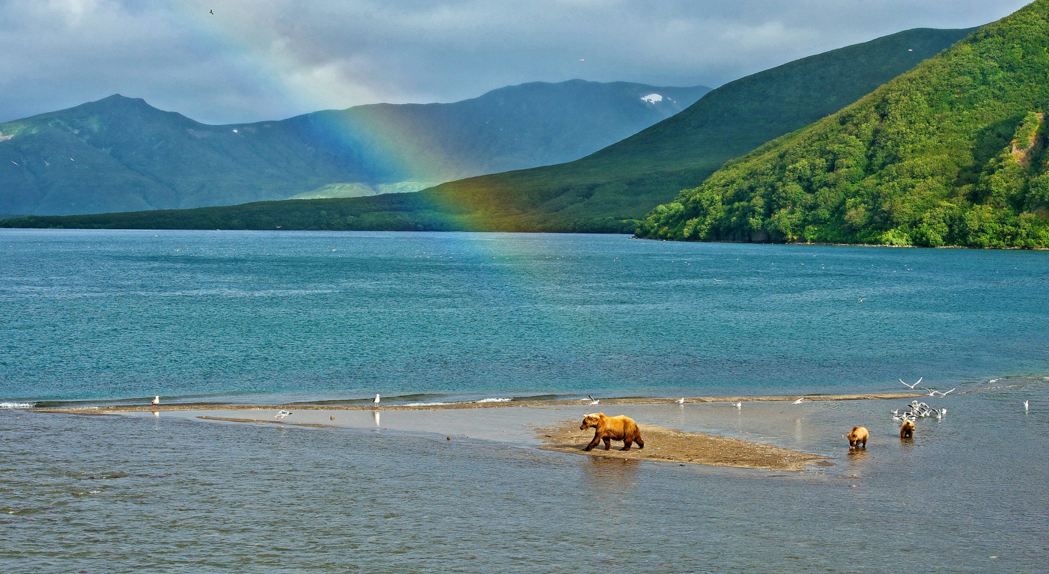 Rainbow and Bear, Kuril Lake, Kamchatka, Russia